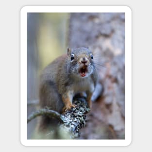 Chatter Box - Red Squirrel - Algonquin Park, Canada Sticker